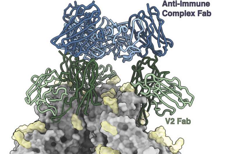 واکسنهای HIV میتوانند آنتیبادیهایی علیه مجموعههای ایمنی تولید کنند